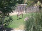 Baby zebra at Reid Park Zoo - Tucson, AZ