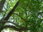 Looking up through the trees at Effie Yeaw Nature Center May 20, 2007 Taken by Chrystina Tovani