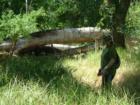Hiking the trails of Carmichael