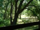 Effie Yeaw Nature Center trails.  