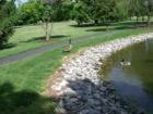 Geese at Greenfield Corporate Park.  Photo by Brian Schulman