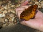 Butterfly in Hand