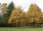 a fine autumn everning