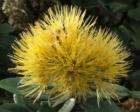 Yellow Ohia Lehua blossom