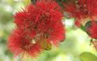 Red Ohia Lehua blossom