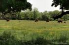 Field of Ox in Middletown, NJ