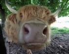 Some of our residents are Nosey!!!