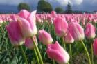 Tulip Time