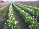 Tulip Time
