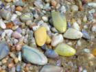 Coquinas stranded at low tide