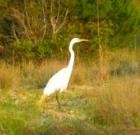 Snowy Egret
