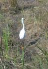 Egret