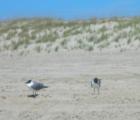 Seagulls waiting for us to leave so they can look for scraps