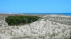 Wind burnt cedar clinging to life in the lee of a dune