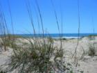 The ocean through beach grass