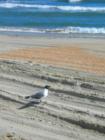 The lone sentinal