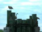 Canada geese nesting on a dolphin on the Ocracoke side of the Cape Hatteras to Ocracoke ferry