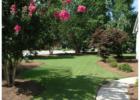 Columbus Ga - Fort Benning - Crape Myrtle (Lagerstromeia) are abundantly vibrant throughout the city. Many varieties and many colors bloom the entire summer.