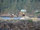 Eagles off lummi bay
