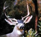 Lake County is a wildlife wonderland