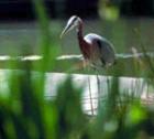 Wildlife