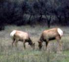 Tule Elk