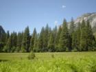 A tranquil meadow in Yosemite National Park