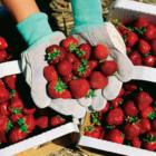 Strawberry Festival Virginia Beach
