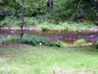 B Stream Comes From B Lake In B Plantation Which Is Also Hammond Plantation! 