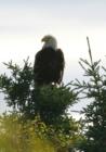 Bald Eagles More And More Prevalent In Northern Maine! Fun To Watch Them Fish For Brook Trout!
