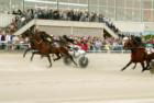 Starting Race at Flamborough Downs