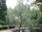 Weeping willow at Long's Park.  Photo by Brian Schulman
