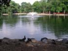 Duck pond at Long's Park.  Photo by Brian Schulman