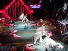 The circus at the Giant Center in Hershey