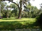 Grandfather Oaks of Spring LAke
