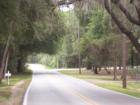 Road to Forest