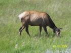 Moose at yellowstone