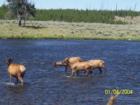 Moose in the Yellowstone River