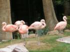 Flamingo Hotel