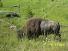 Buffalo in Yellowstone