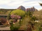 Flowering trees add a splash of bright color to an Uptown Sedona neighborhood.