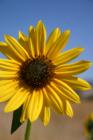 A sunflower in the Missoula Equestrian Park.