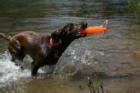 Our chocolate lab Caddis playing in the Clark Fork River.