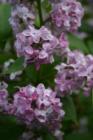 Missoula lilacs