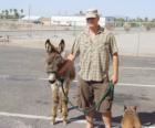 Wild Donkeys are a part of our area.  This one was rescued after being injured.