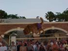 The tightrope walking dog named Moe at the Sunset Pier in Key West