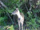 All of Big Pine Key is a preserve for the Key Deer