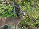 Another picture of a Key Deer taken on Big Pine Key