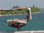 Even the pelicans are friendly in the keys
