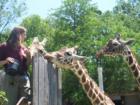 Giraffe's being fed at the Memphis Zoo
